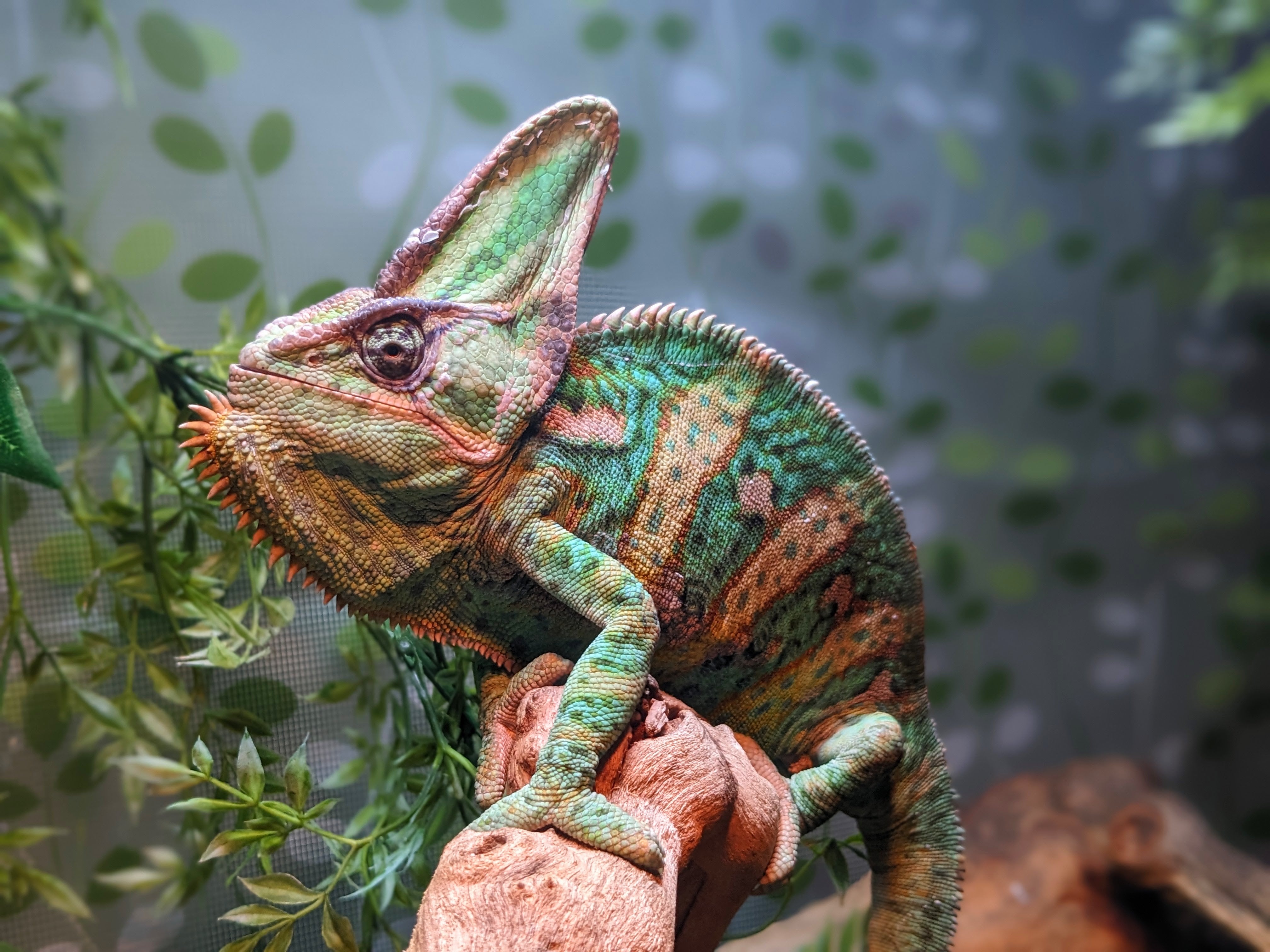 First Friday May Featuring: Reptile & Amphibian Center
