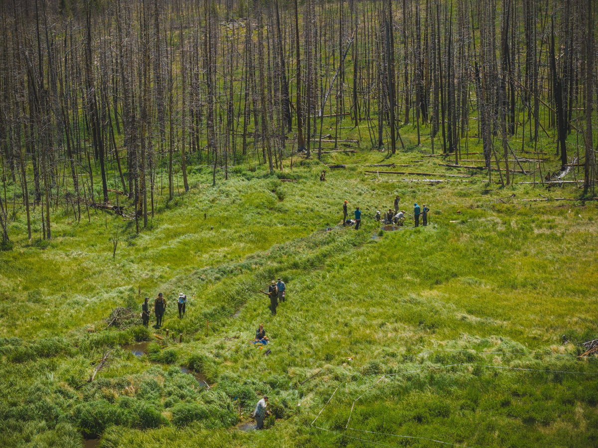 Ariel view of a meadow with volunteers working to restore a watershed area to a burn scar.