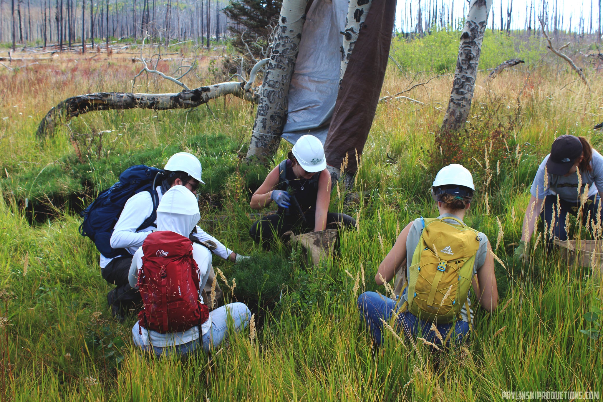 Group of people participating in a nature conservation activity, planting trees in a grassy area.