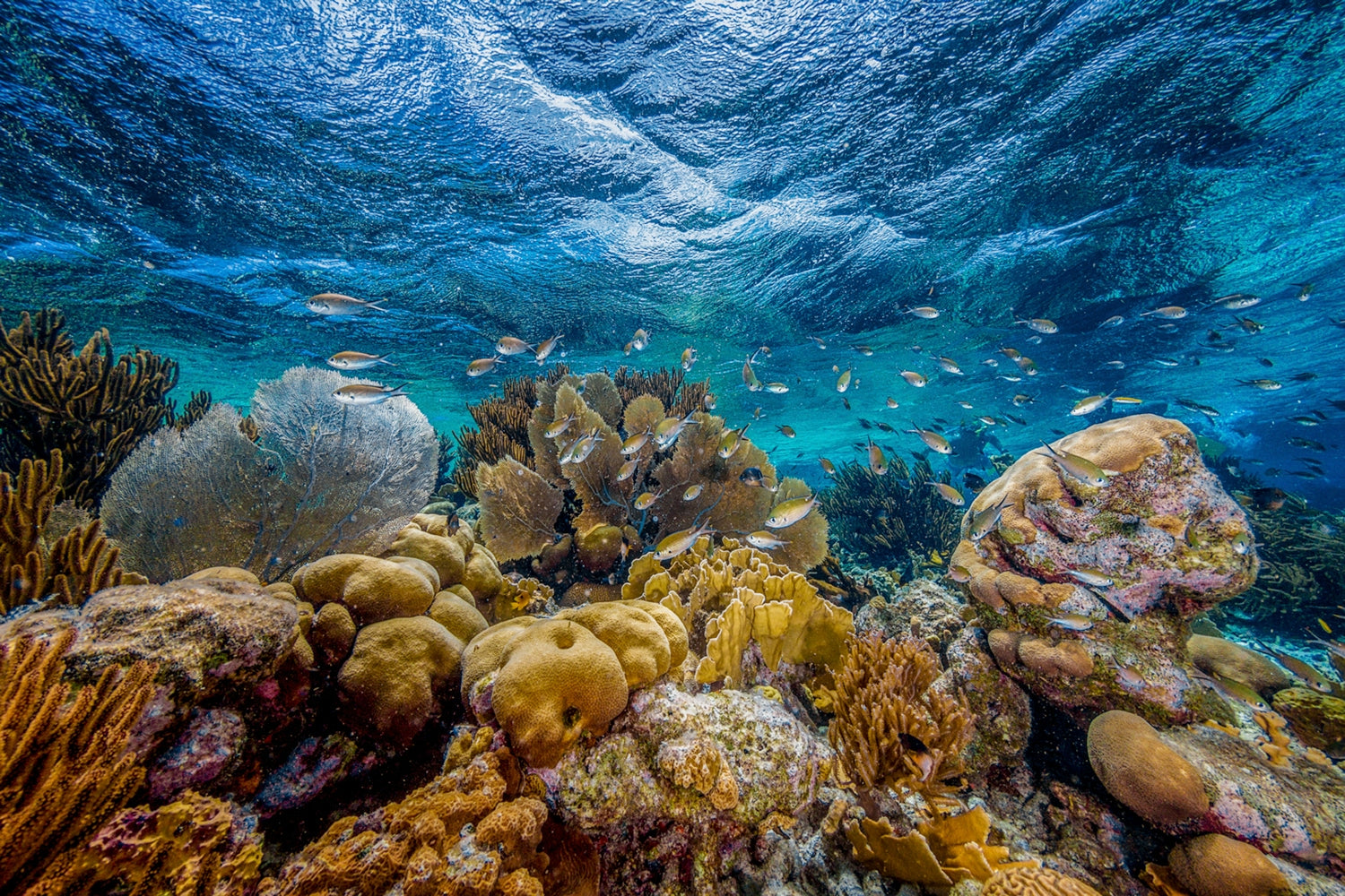 Underwater view of a coral reef with fish swimming around.