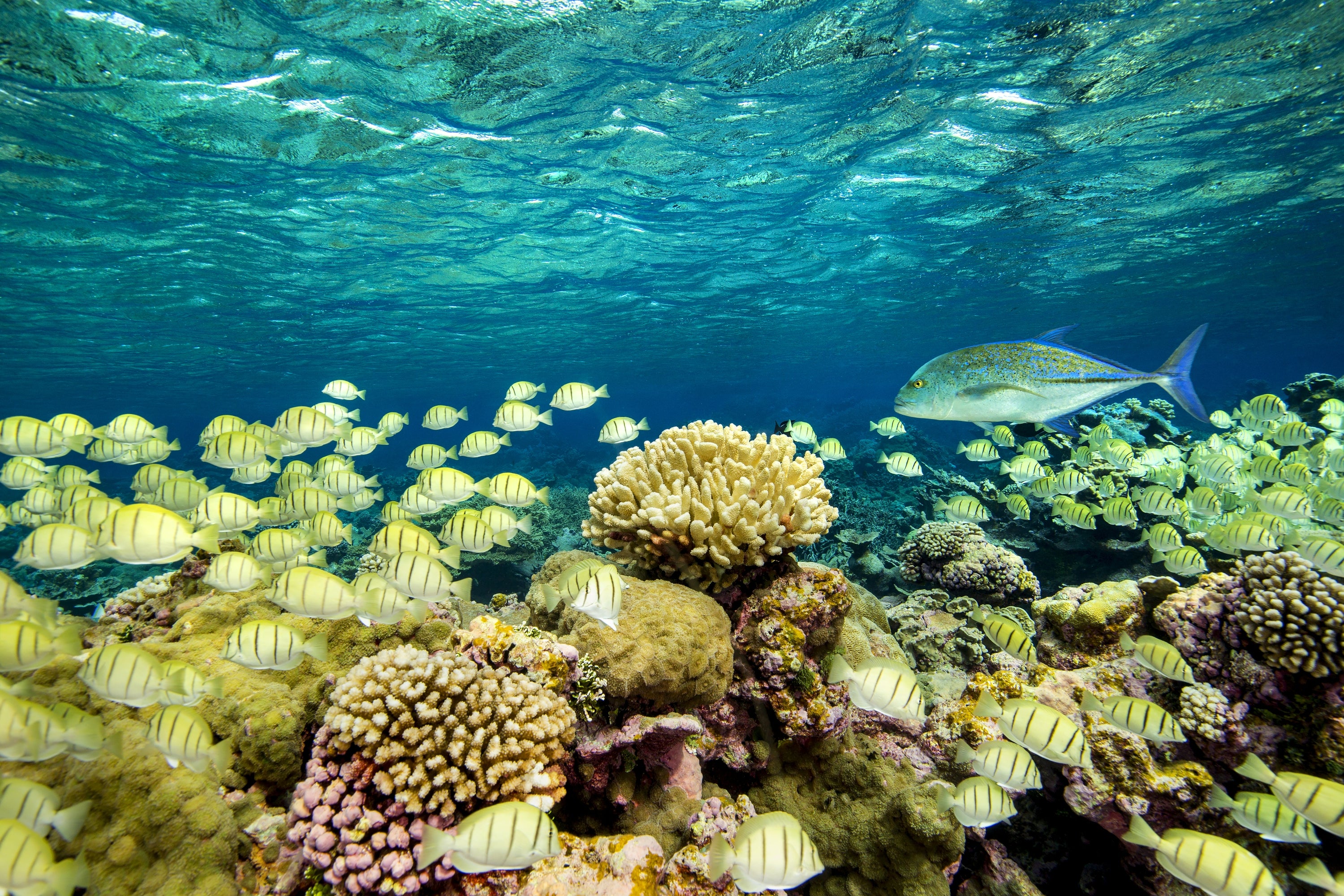 Underwater scene with fish and coral in a tropical reef