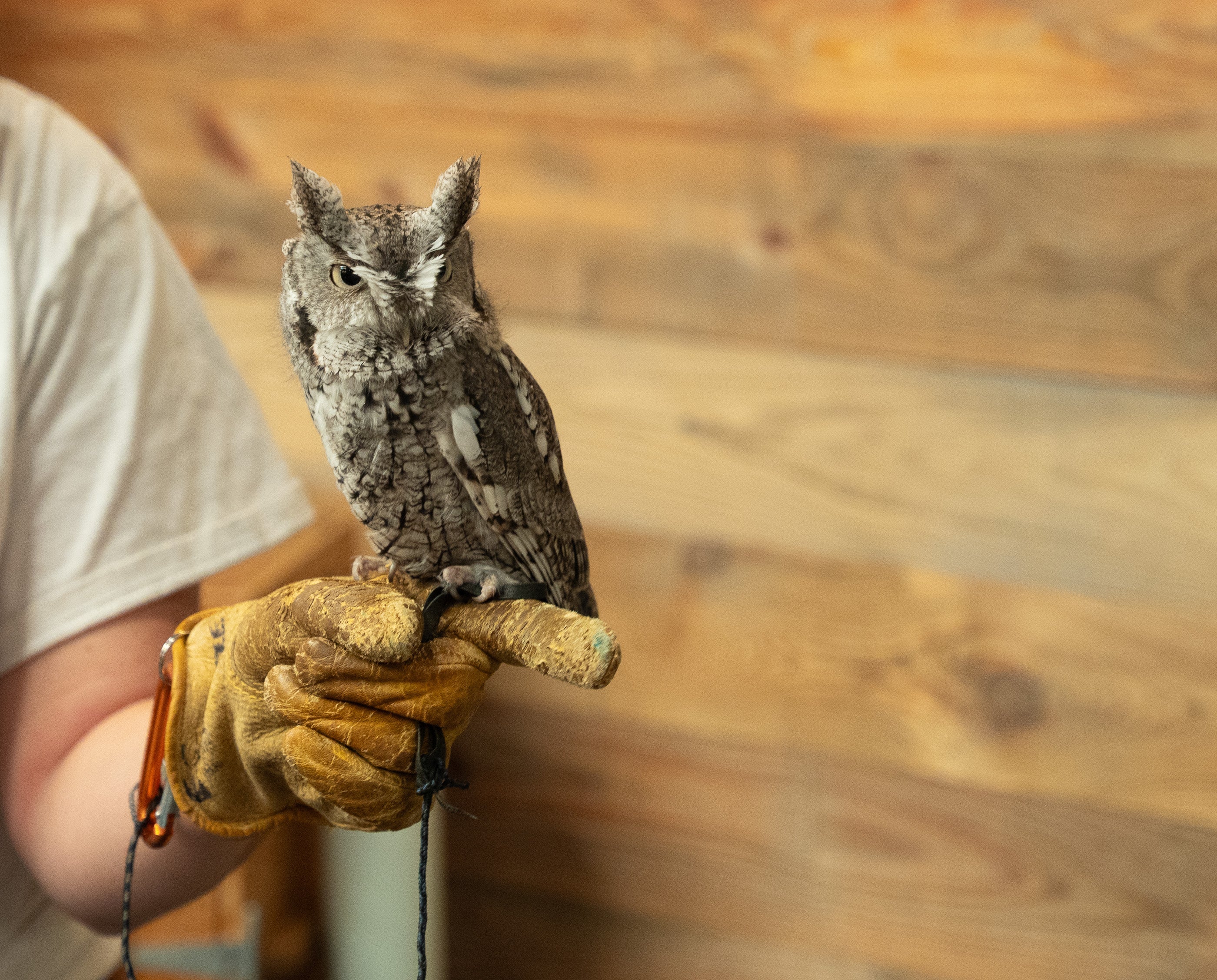 Urban Owl Nestbox Project