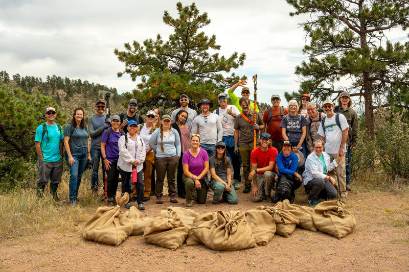 Cone Collection for Active Reforestation