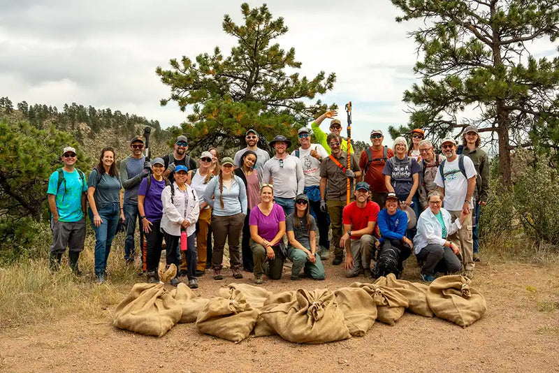 Cone Collection for Active Reforestation